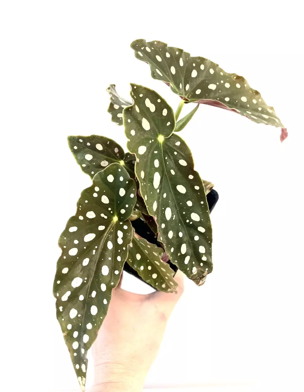 Begonia maculata polka dot begonia 4” pot thumbnail