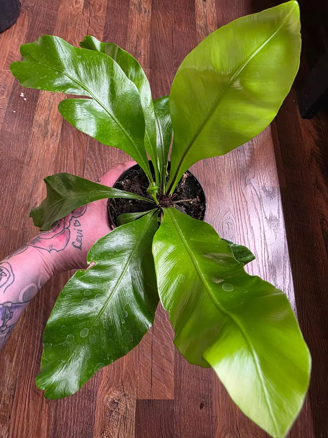 Japanese Birds Nest Fern thumbnail