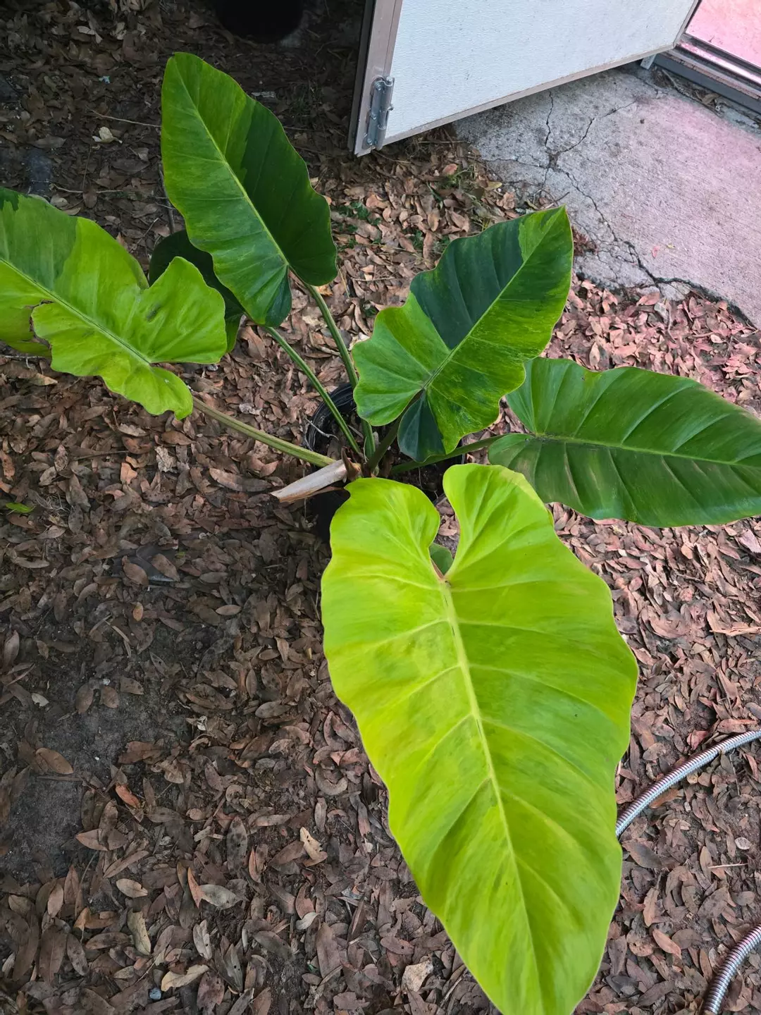 XL Philodendron jungle fever var #g138 thumbnail