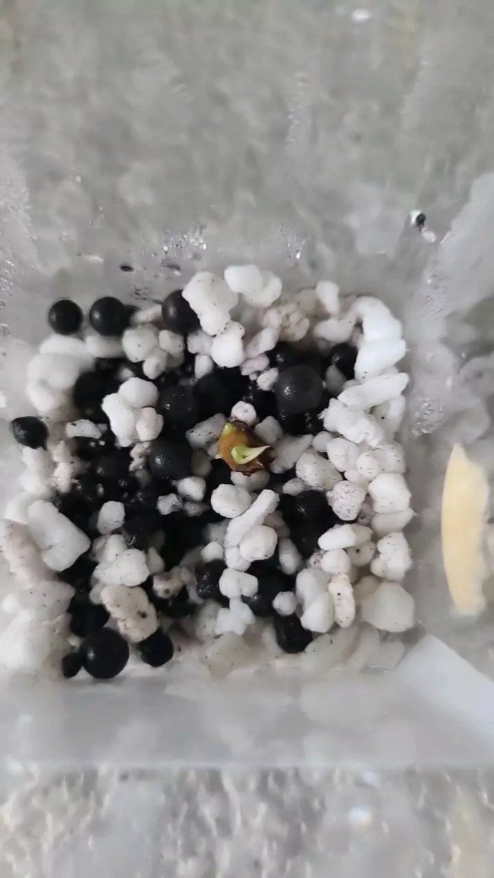 Dragon Scale Alocasia Corm thumbnail