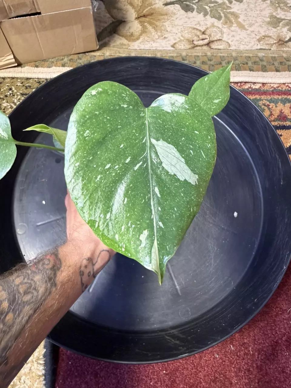 Monstera Thai Constellation Crème Brûlée in 3 inch pot thumbnail