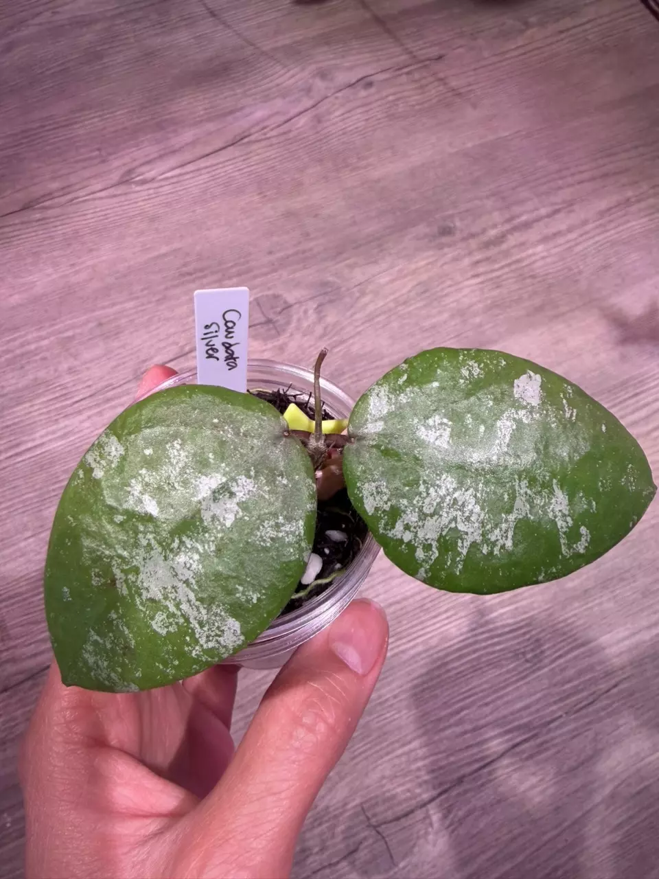 Hoya Caudata Silver thumbnail