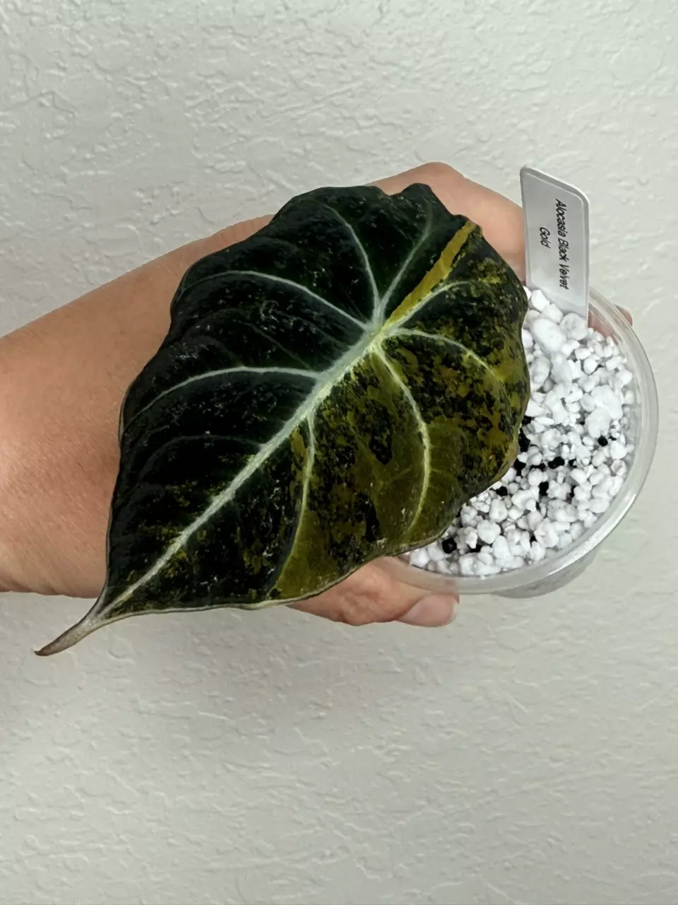 Alocasia Black Velvet Gold thumbnail
