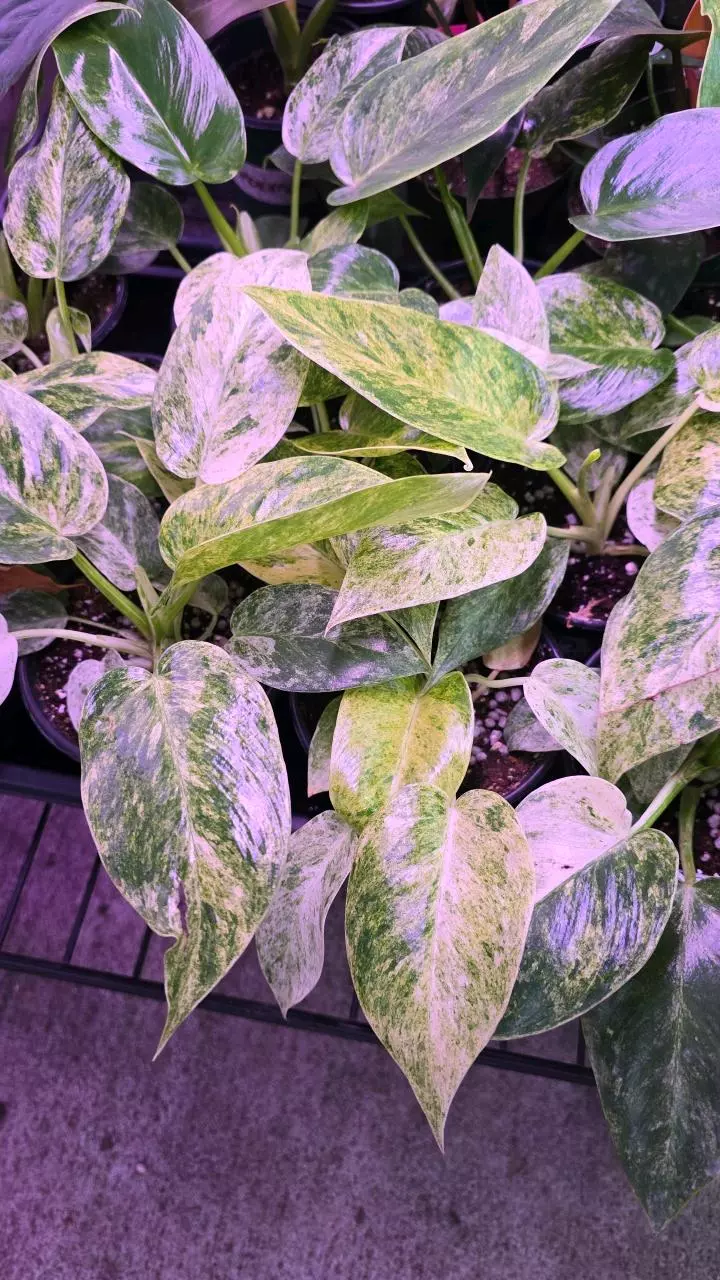 4in Philodendron giganteum Blizzard GC thumbnail