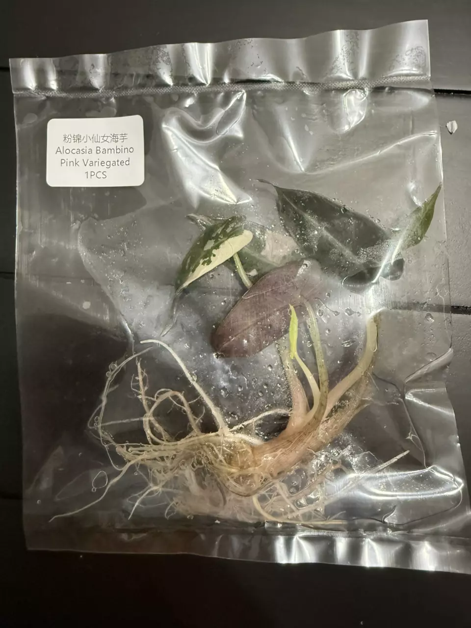 PINK BAMBINO ALOCASIA TC • SELLERS CHOICE thumbnail