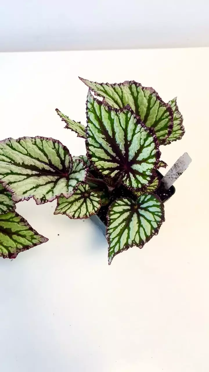 Begonia pinstripe 4” plant thumbnail