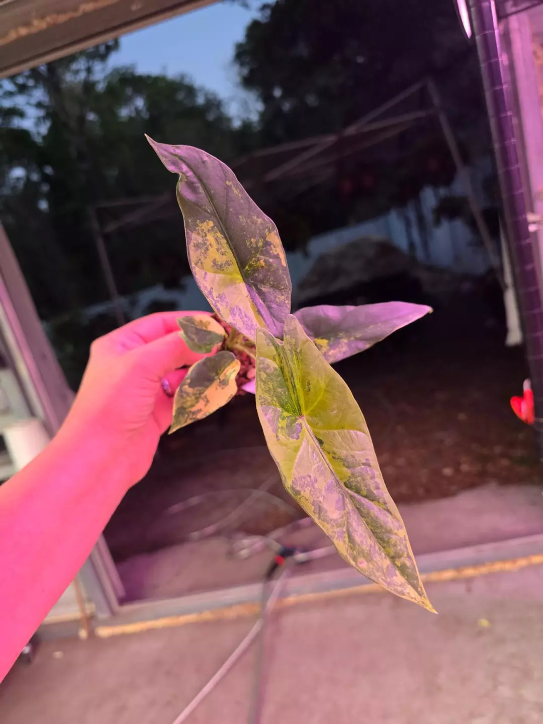 2in Alocasia simpo aurea #5817 thumbnail