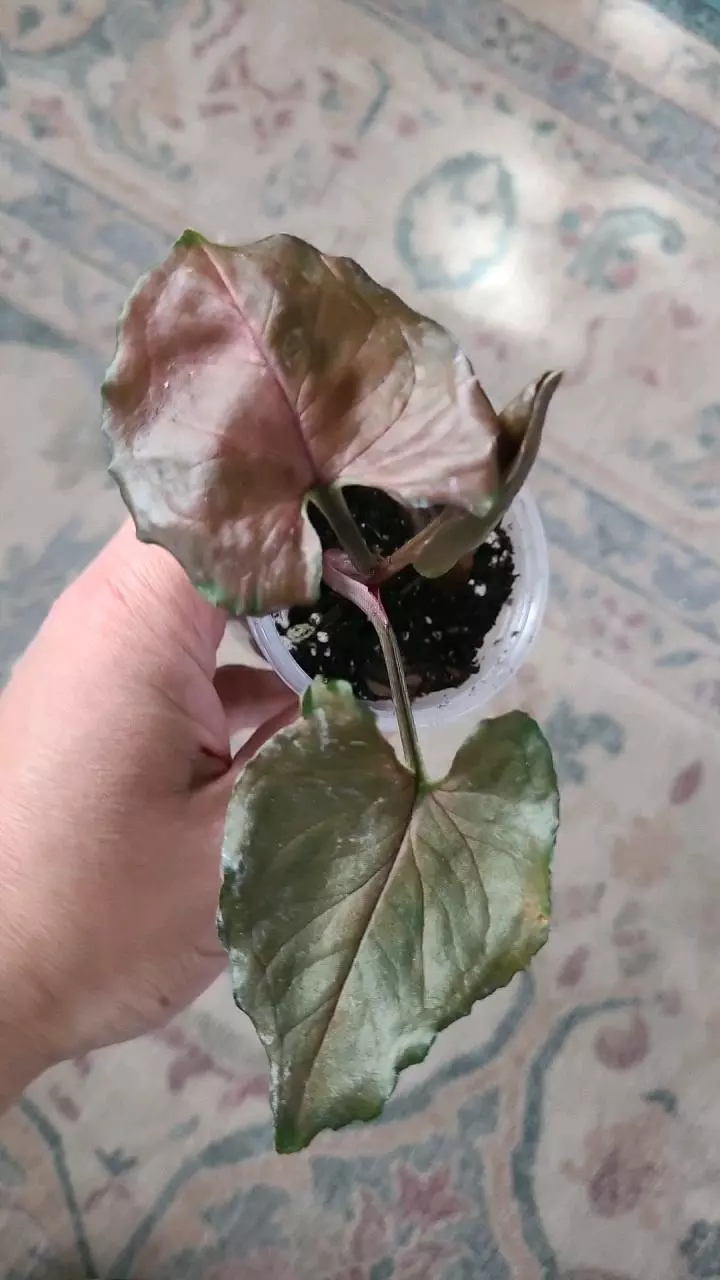 Syngonium Maria 2" thumbnail