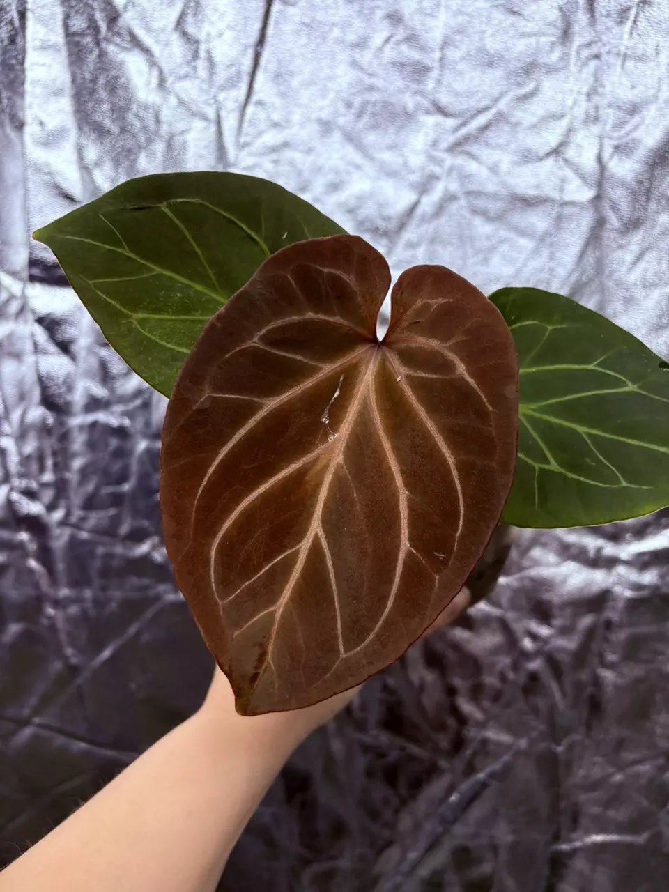 anthurium KOS dark form thumbnail