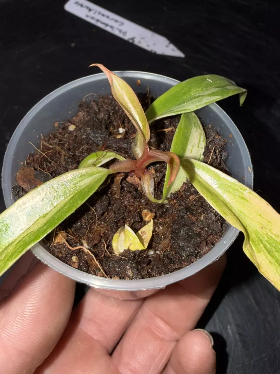 Philodendron caramel marble thumbnail