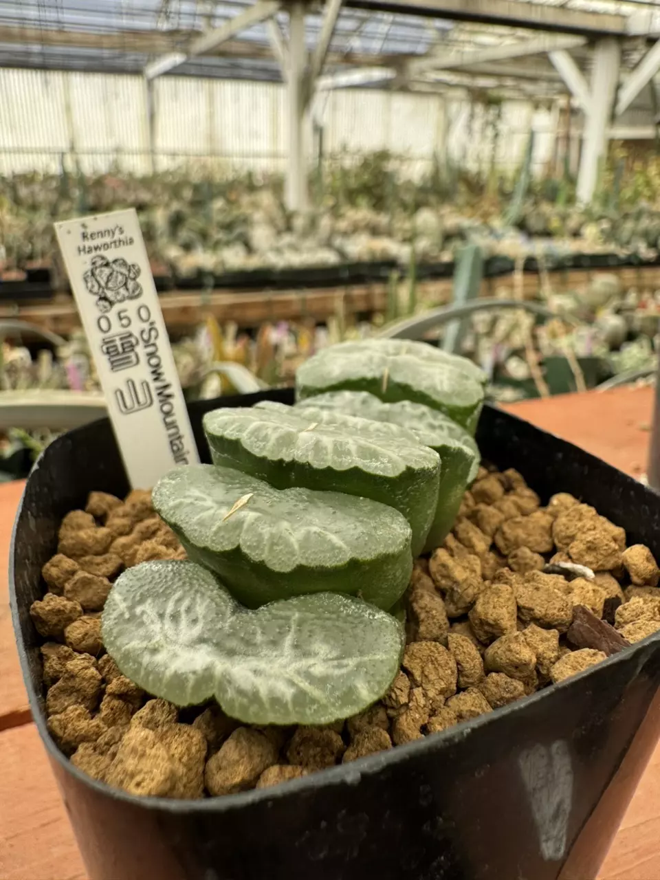 Ps778 Renny ‘Snow Mountain’ thumbnail