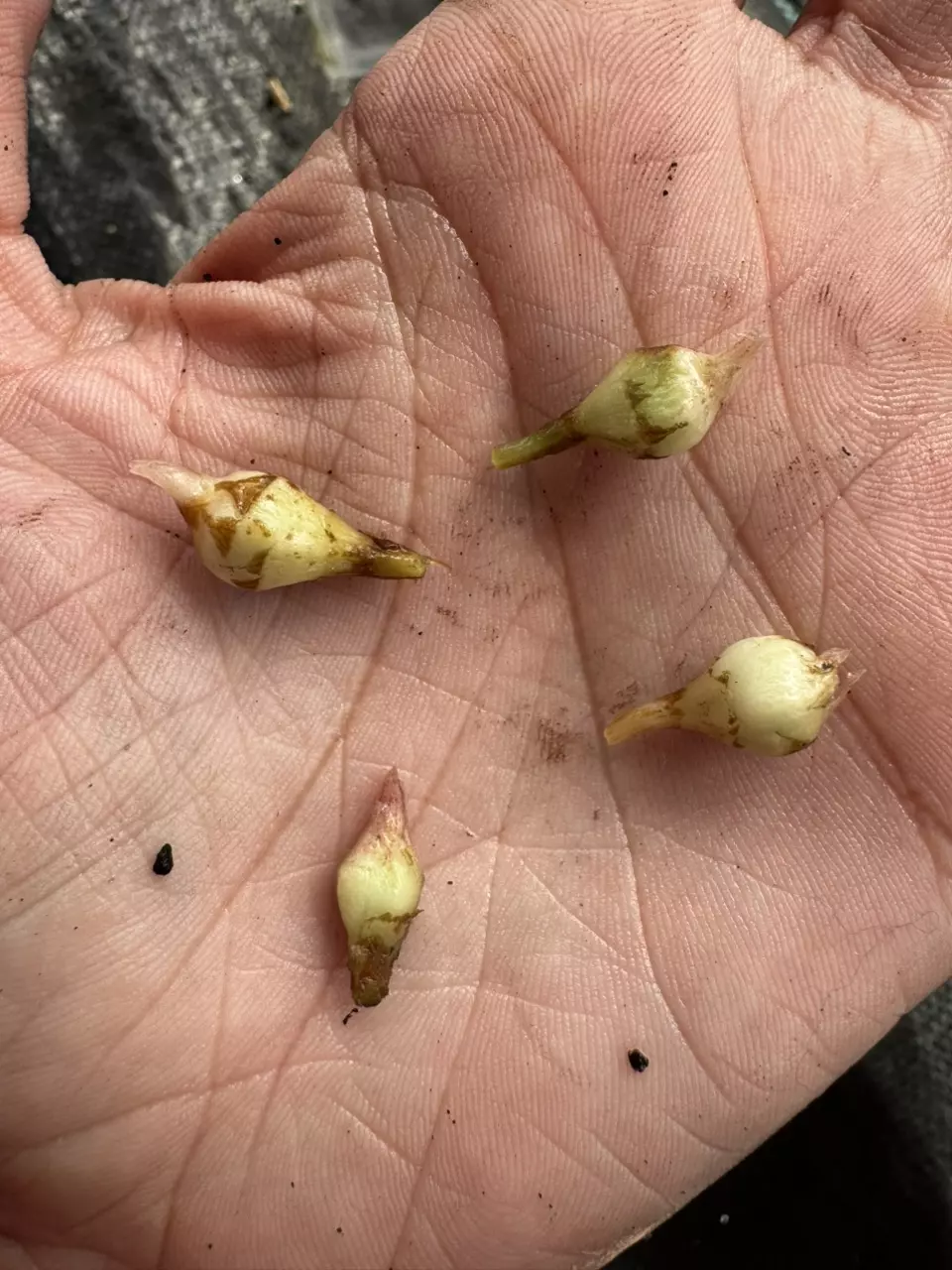 Maharani Albo corms thumbnail