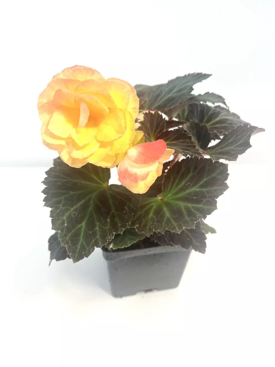 Begonia Candy Sunset 4” plant thumbnail