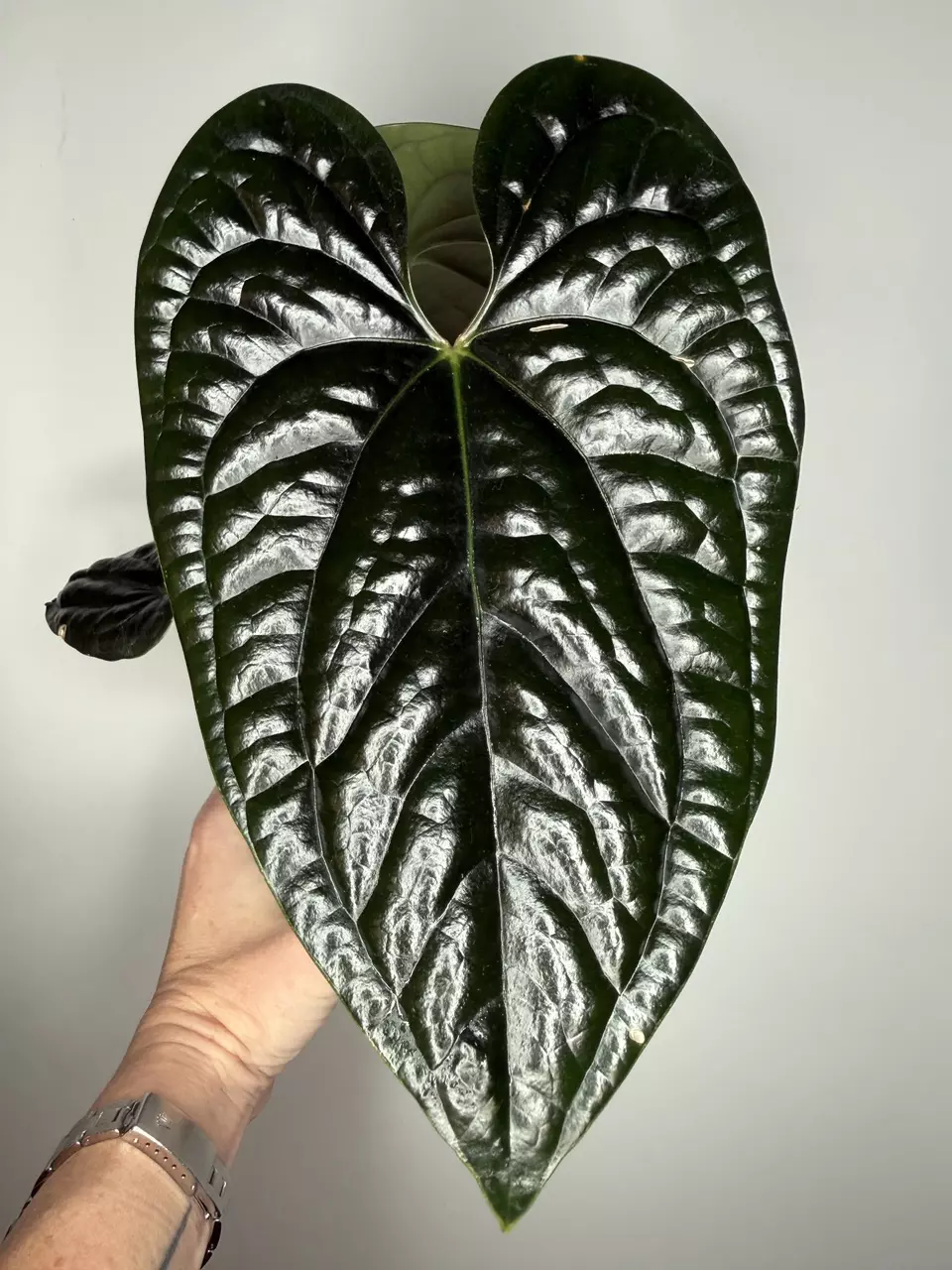 Anthurium Luxurians thumbnail