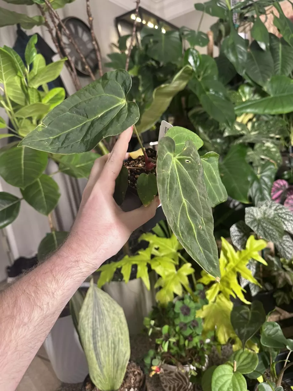 Anthurium RPF Wall Hybrid (NoID) thumbnail