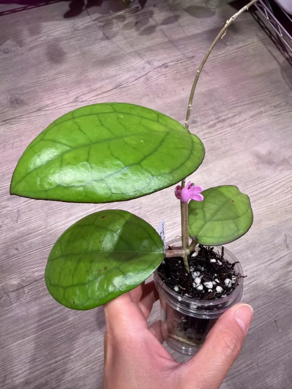 Hoya Puom Siam Ruby thumbnail