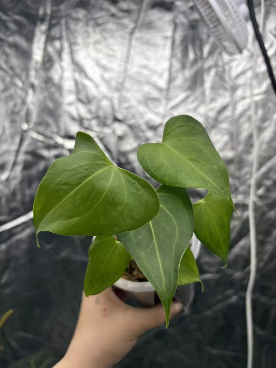 anthurium delta force thumbnail