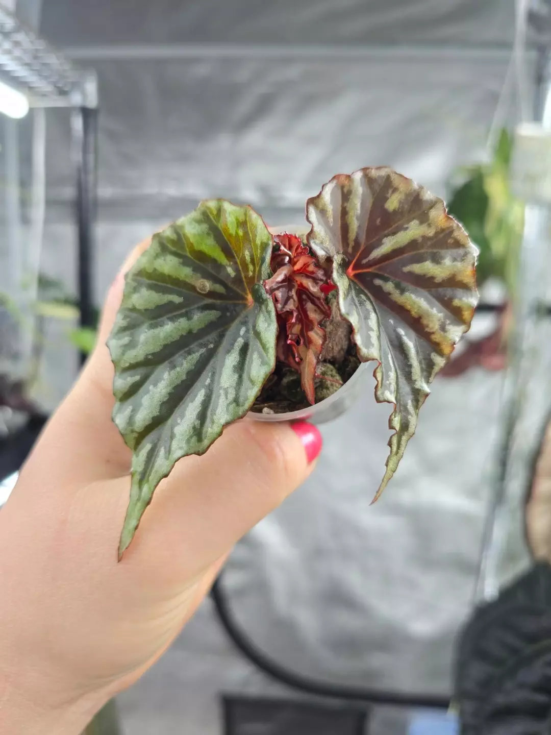 Begonia irian jaya thumbnail