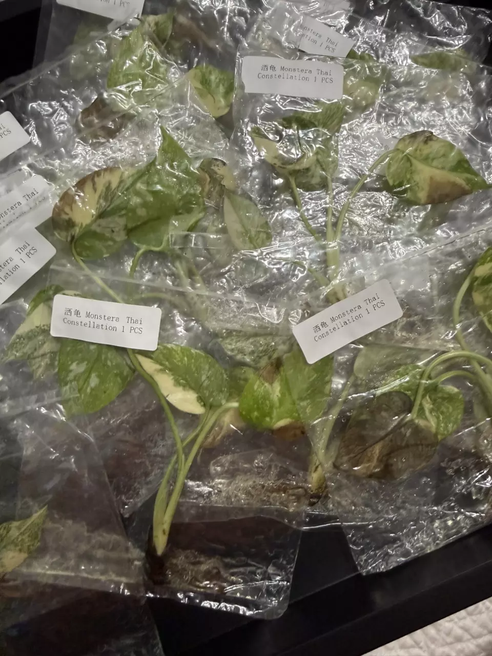 MONSTERA THAI CON HI VAR TC • SELLERS CHOICE thumbnail