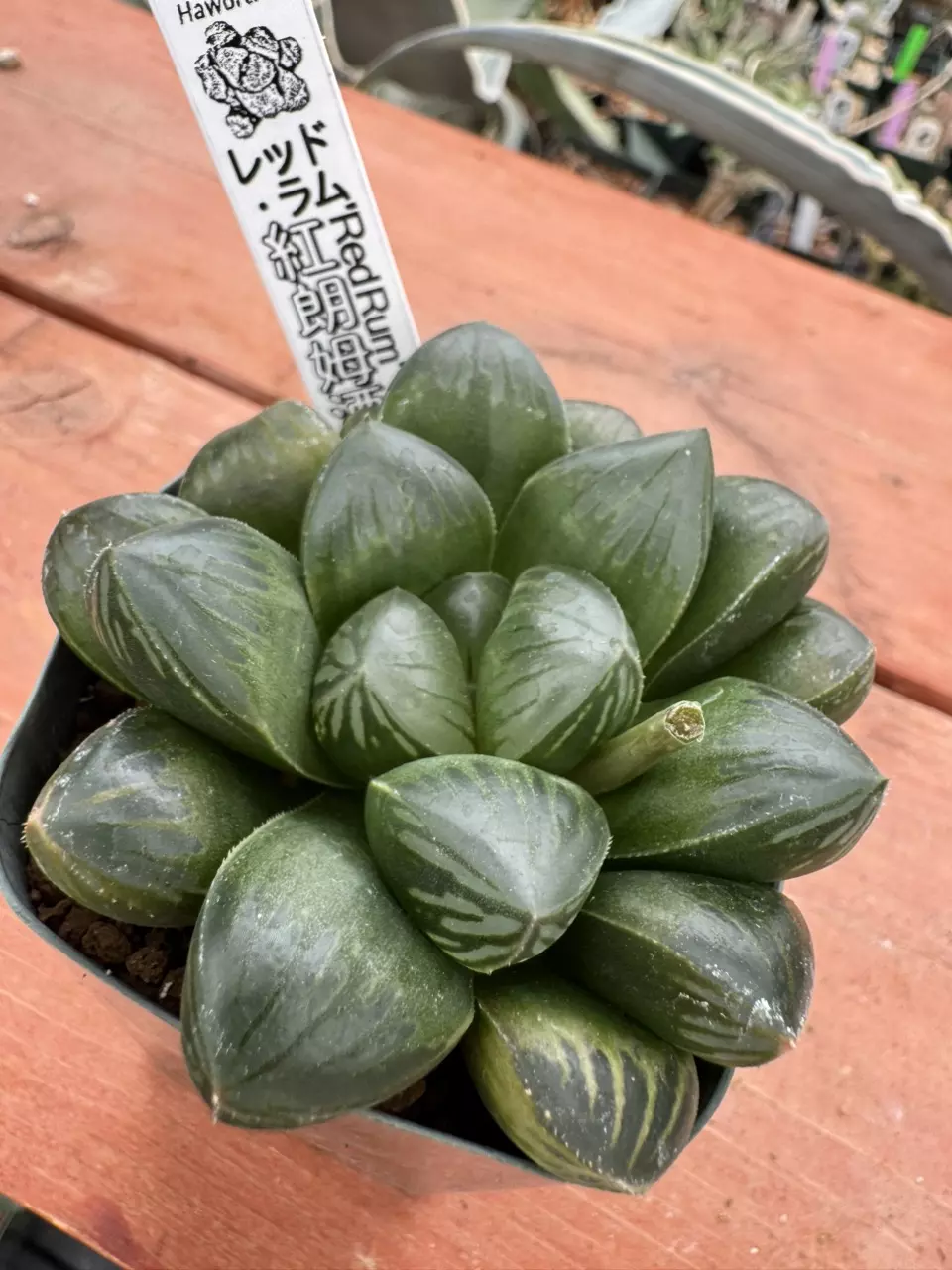 Ps717 Renny ‘Red Rum’ thumbnail