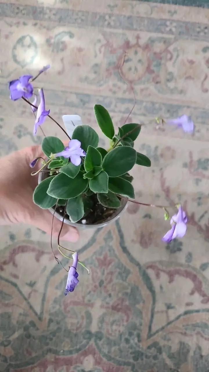 Streptocarpella 3.25" False African Violet #1 thumbnail