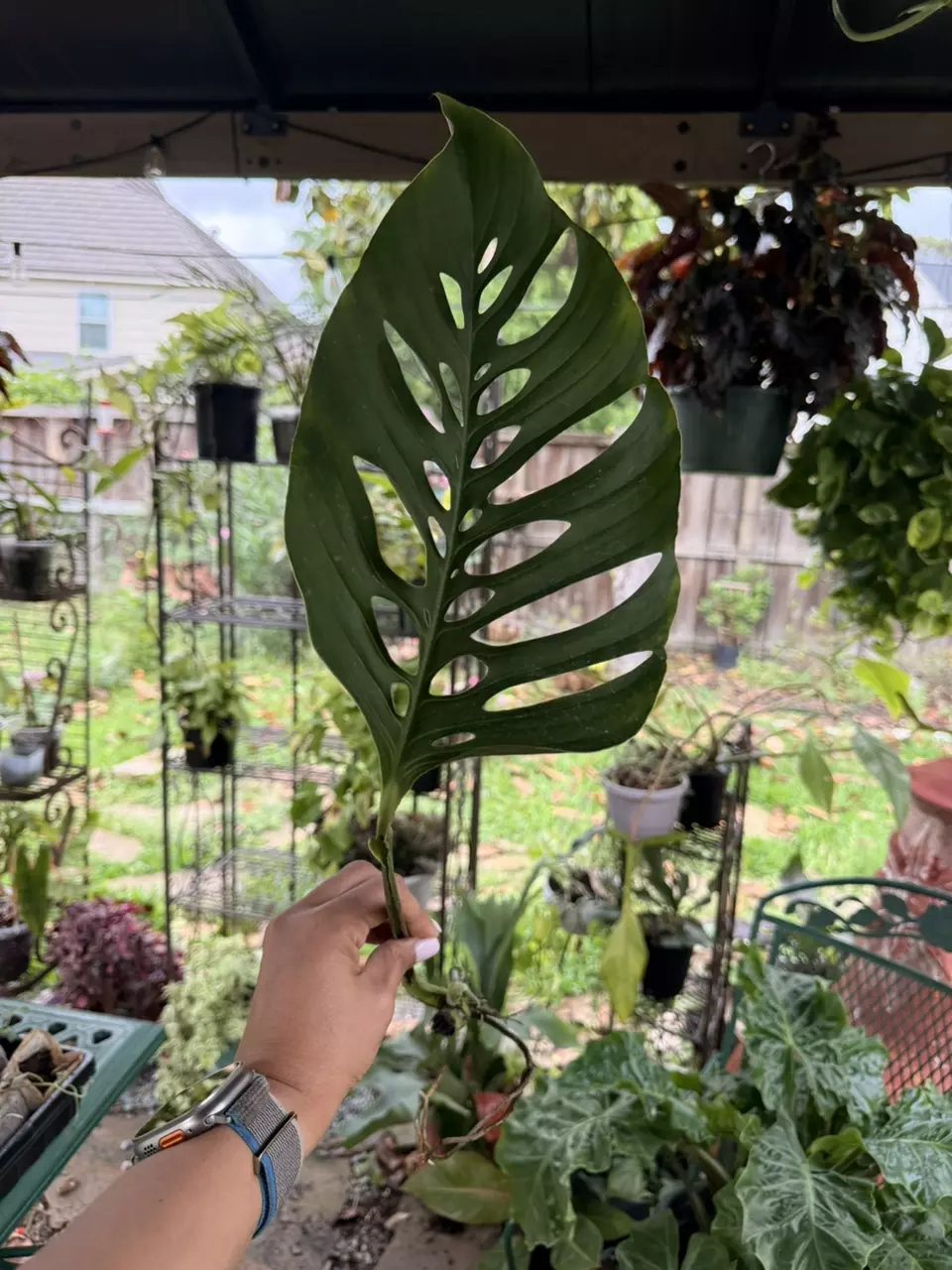 XXL Monstera Adansonii mid cut thumbnail