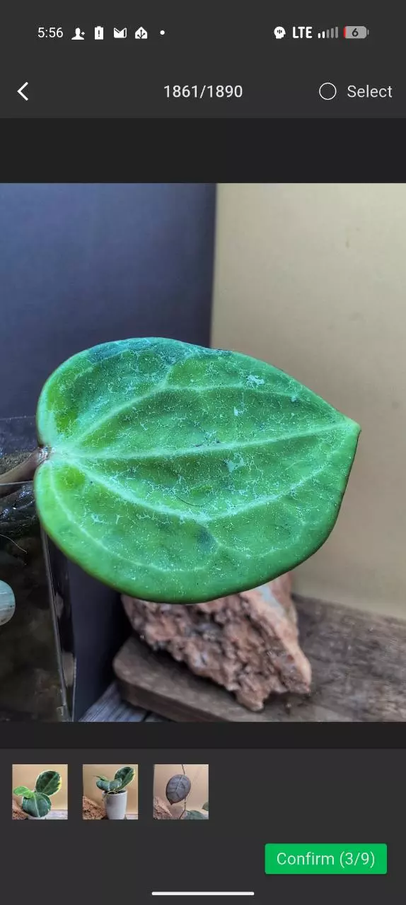 Latifolia variegated UPT011 thumbnail