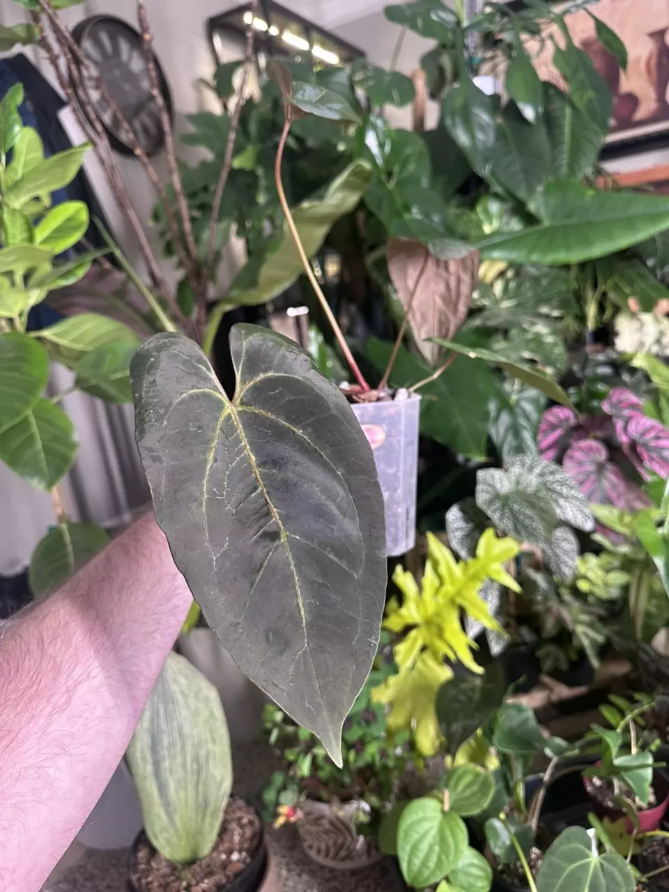 Anthurium Lost Tag — Unique vein texture/pattern thumbnail