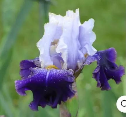Bearded iris Slovak prince thumbnail