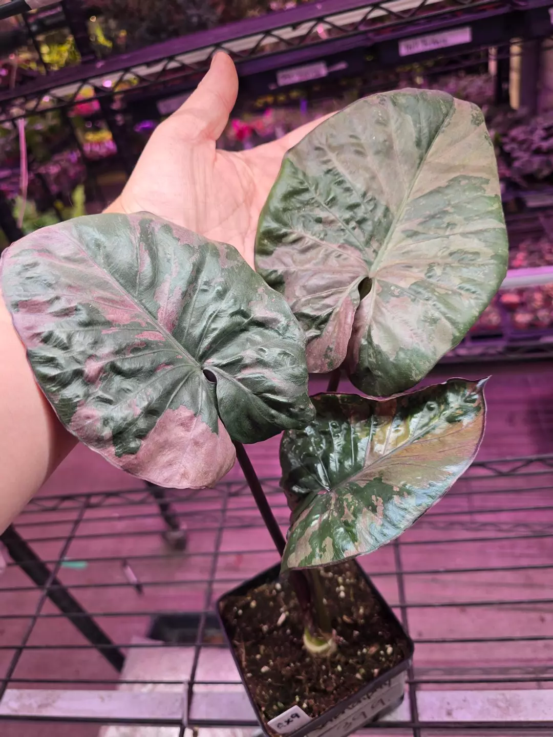 5in Alocasia Serendipity #AX9 thumbnail