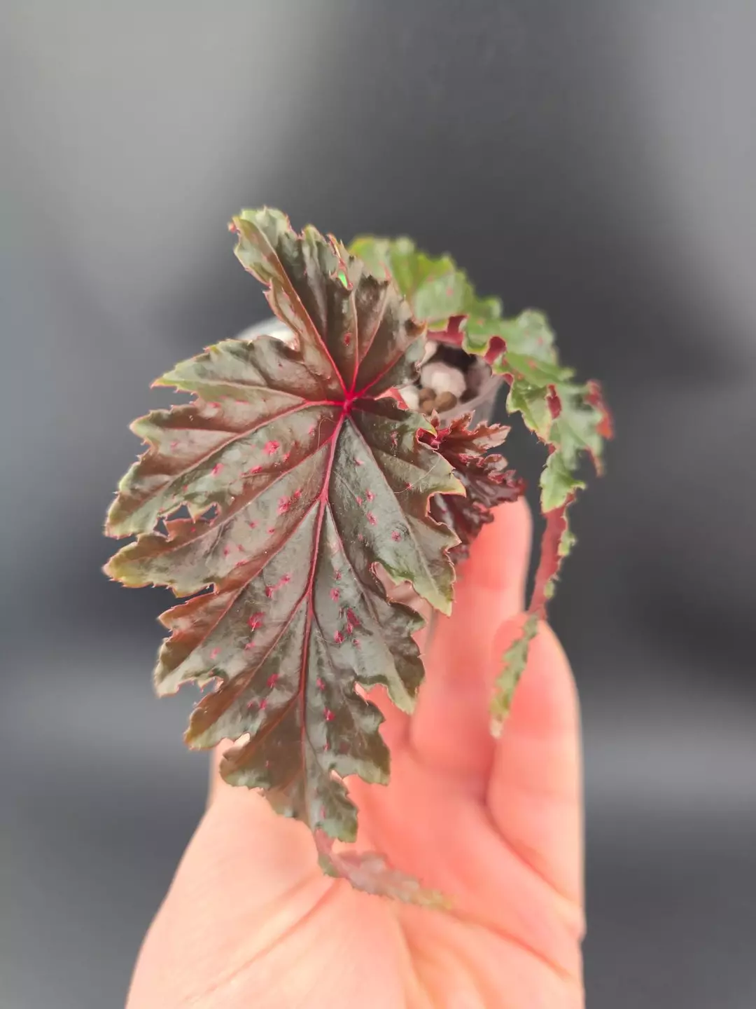 Begonia serratipatela thumbnail