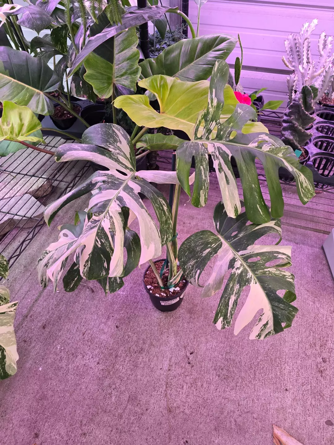 6in Monstera albo (3 leaf+) whole ass plant G thumbnail