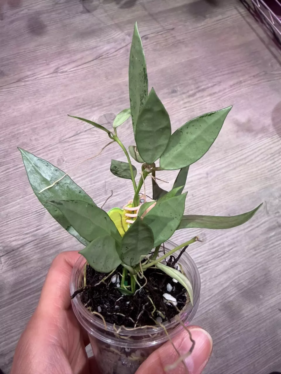 Hoya Lacunosa Silver Long leaf thumbnail