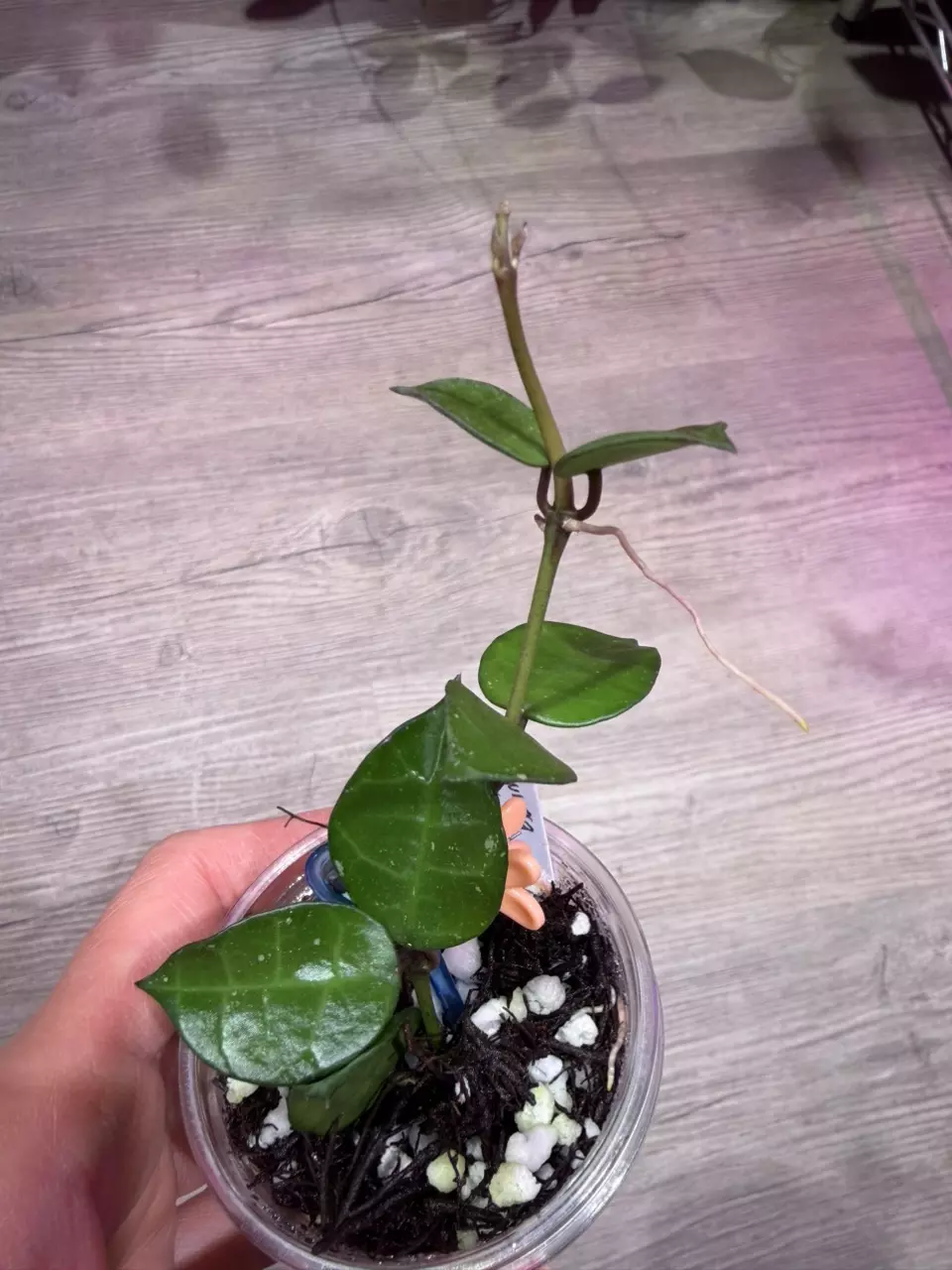 Hoya Lacunosa My Little Runaway thumbnail