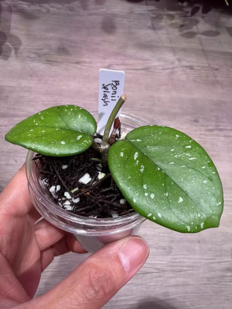 Hoya Bonii splash thumbnail