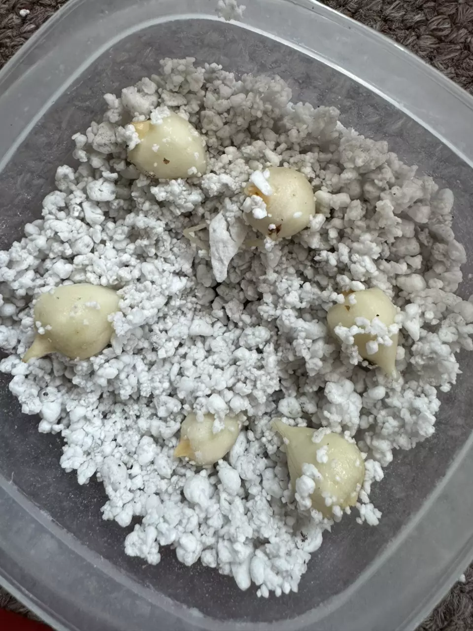 Melo Alocasia Corms thumbnail