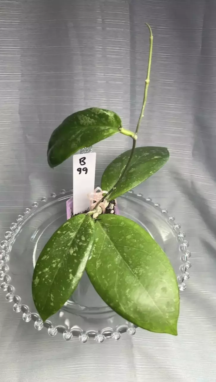 B99. H GEH2302-62 Swiffer's Dream x Chicken Farm thumbnail