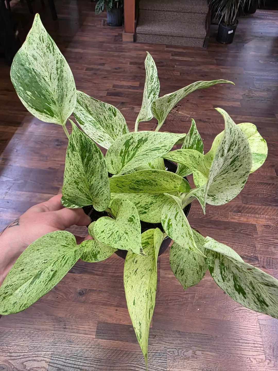 Snow queen pothos thumbnail