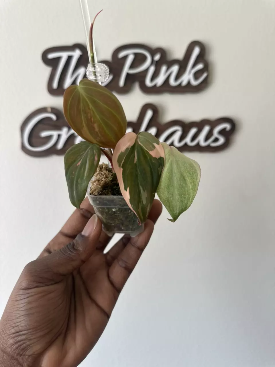 Pink Micans | True Albo Micans | 3 leaf top cut | High Variegation thumbnail