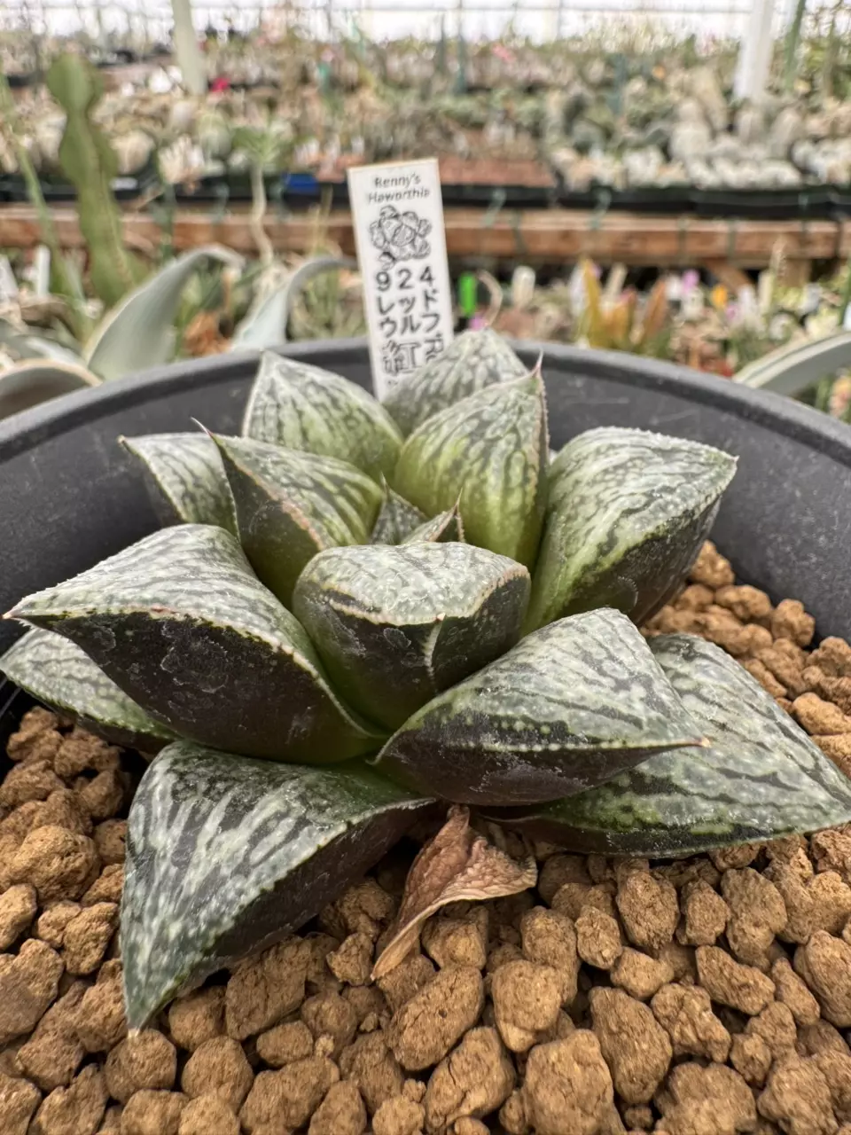 Ps776 Renny ‘Red Wolf’ thumbnail