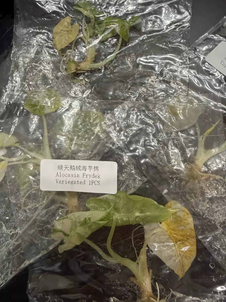 VARIEGATED FRYDEK ALOCASIA TC • SELLERS CHOICE thumbnail