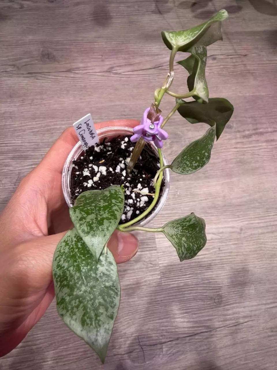 Hoya Lacunosa sp Cimanggu thumbnail