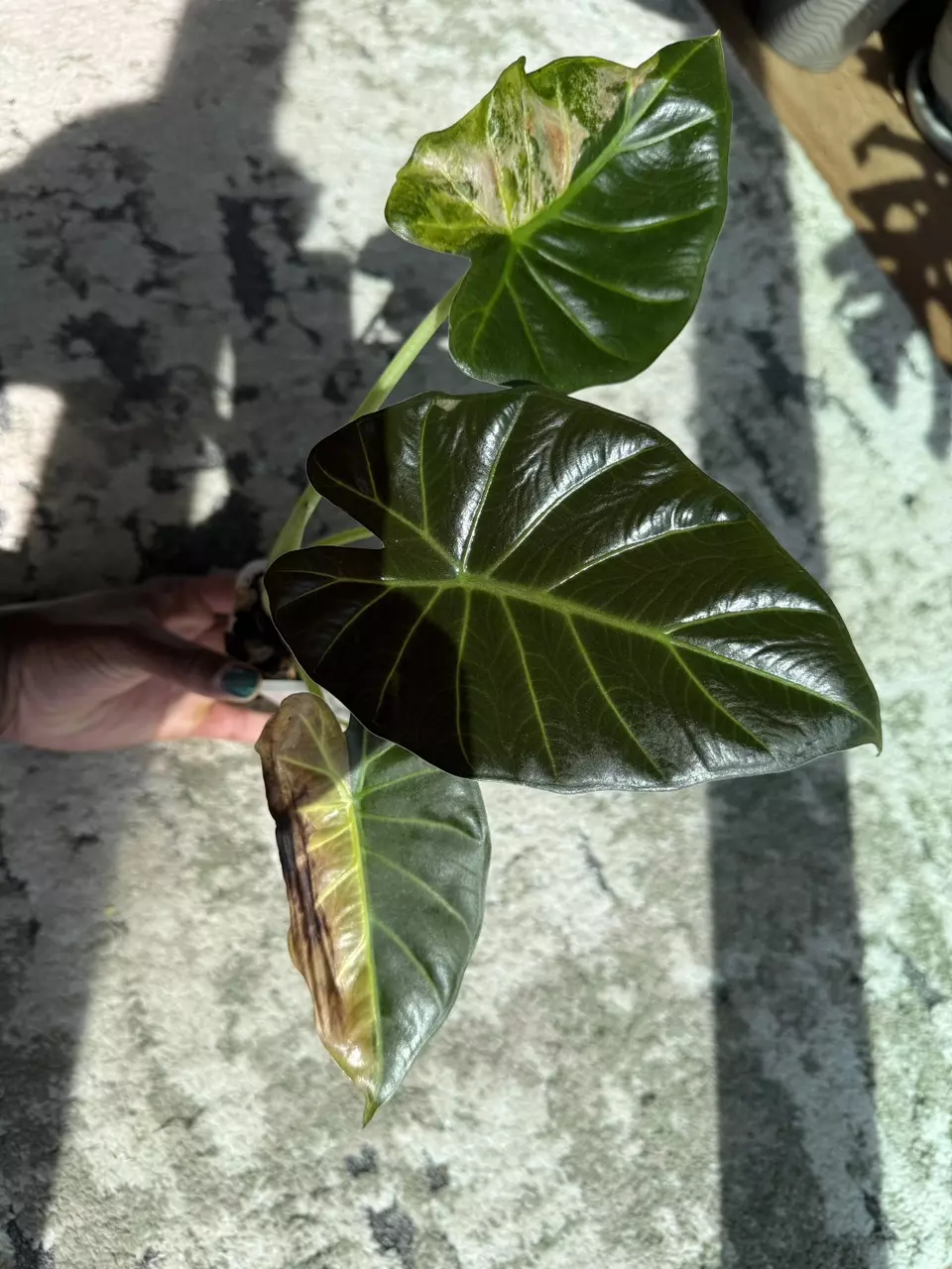 Alocasia Regal Shield Aurea - Corm Grown thumbnail