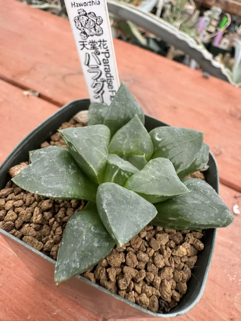 Ps774 Renny ‘Paradise Flower’ thumbnail