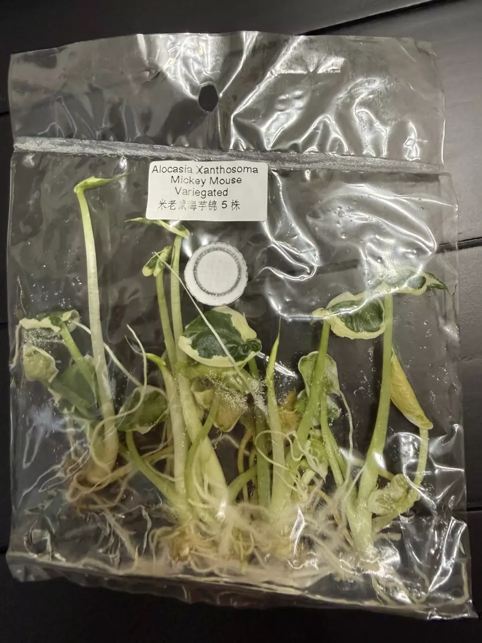 5 PACK MICKEY MOUSE ALOCASIA TC • SELLERS CHOICE thumbnail