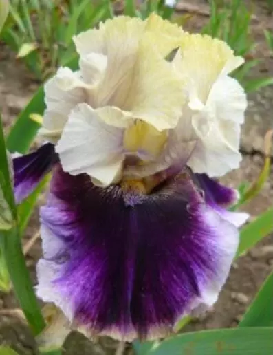 Bearded iris lets romp thumbnail
