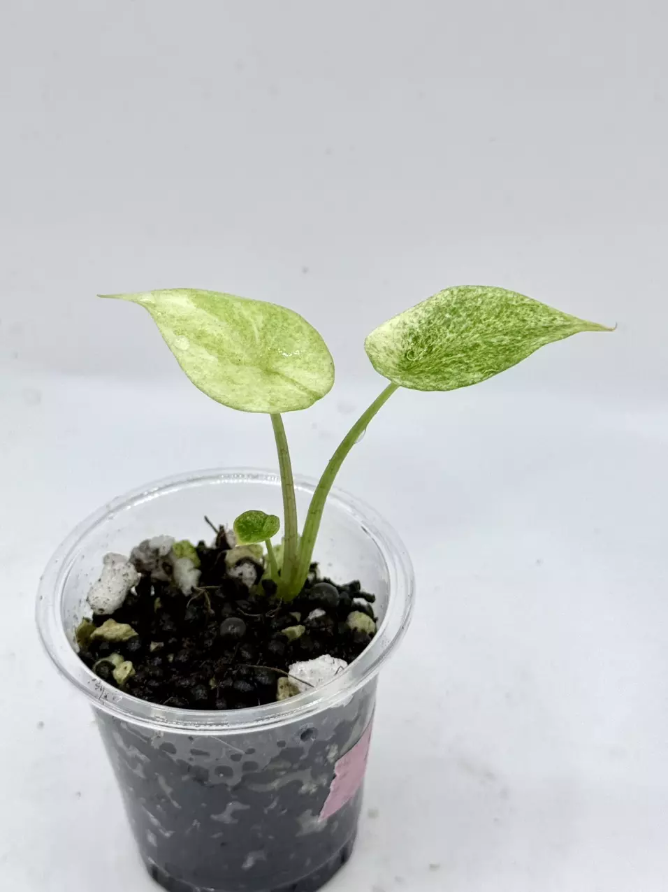 Alocasia Scalprum Mint thumbnail