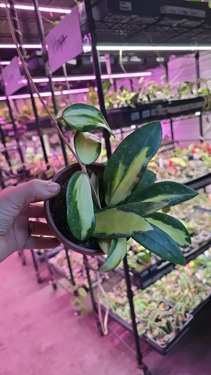 4in Hoya acuta inner var GC thumbnail