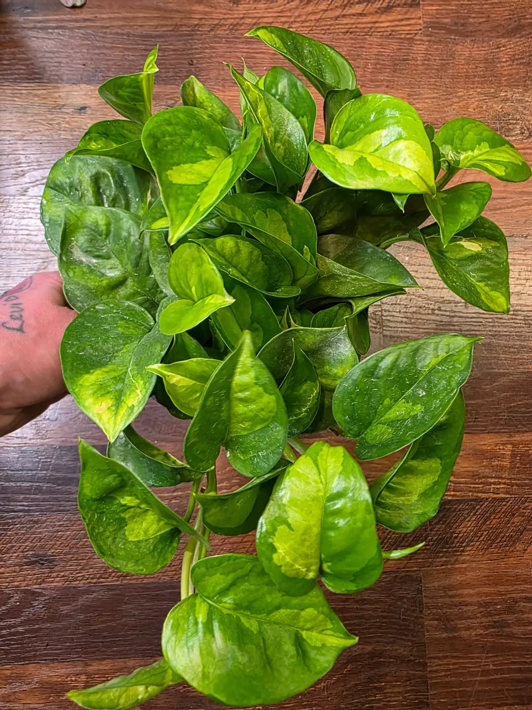 Global Green Pothos thumbnail