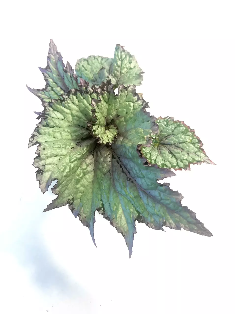 Begonia Rex Jurassic  Silver Swirl 4” pot thumbnail